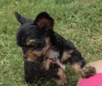 LINK TINY YORKIPOO, a male Yorkipoo for sale in Bowling Green, KY – 3 of 10