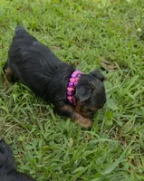 PATTEN YORKIPOO MALE, a male Yorkipoo for sale in Bowling Green, KY – 5 of 10
