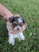 GREER TRI-COLORED MALE, a male Yorkipoo for sale in Bowling Green, KY – 1 of 8