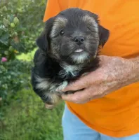 TRADITIONAL YORKIPOO BOY, a male Yorkipoo for sale in Bowling Green, KY – 4 of 5