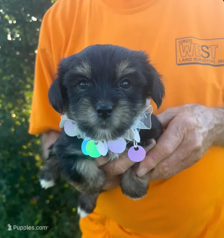 DARLING DOLL YORKIPOO – Yorkipoo puppy for sale in Bowling Green, KY