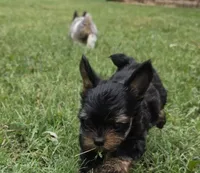 LINK TINY YORKIPOO, a male Yorkipoo for sale in Bowling Green, KY – 6 of 10