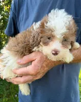 HANDSOME MERLE BOY, a male Schnoodle for sale in Bowling Green, KY – 5 of 5