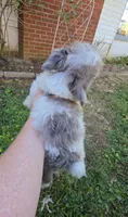WINSLOW BLUE MERLE PARTI WITH 1 BLUE EYE, a male Schnoodle for sale in Bowling Green, KY – 4 of 10