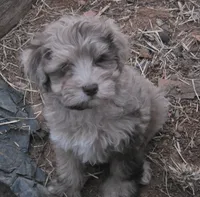 TUTTLE CHOCOLATE MERLE BOY, a male Schnoodle for sale in Bowling Green, KY – 3 of 7