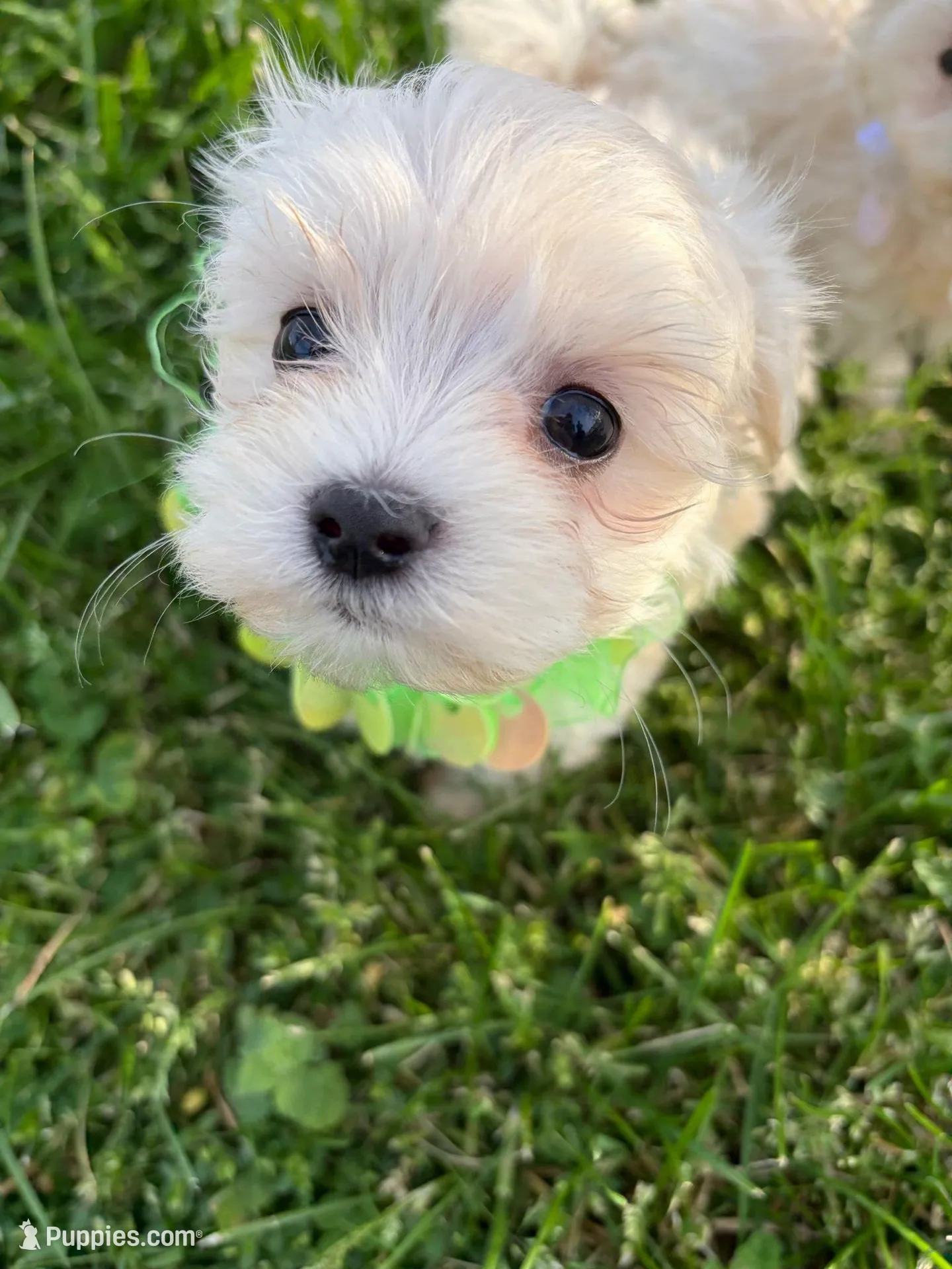 LITTLE SPARROW GREEN COLLAR, a female Maltese for sale in Bowling Green, KY – Photo 2 of 4