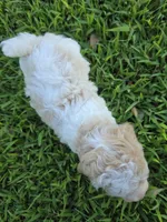 PENELOPE BLUE EYED MINI MERLE, a female Poodle - Miniature  for sale in Bowling Green, KY – 3 of 7