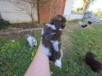 WRYN TOY SCHNOODLE GIRL, a female Schnoodle for sale in Bowling Green, KY – 10 of 10