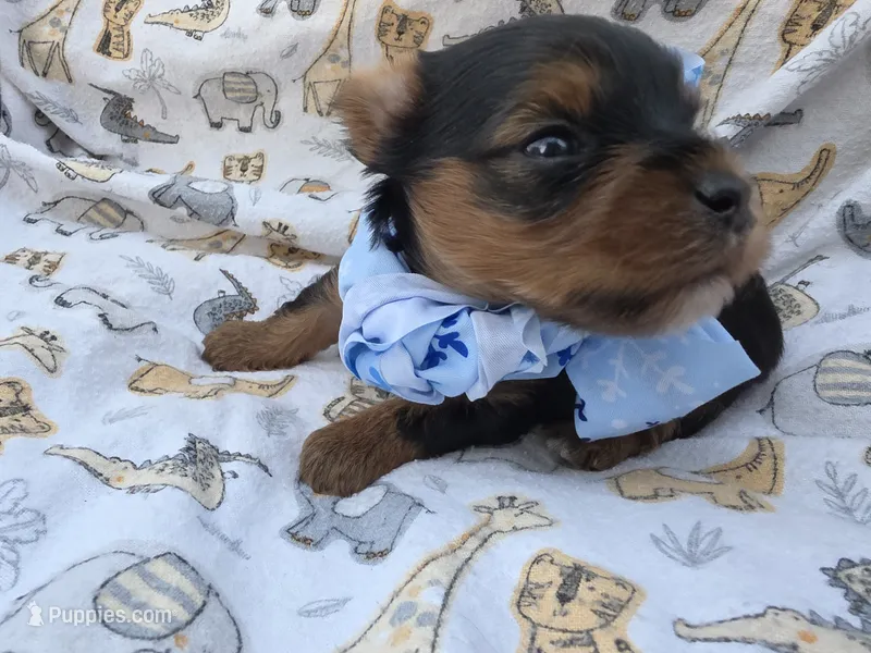 PATTEN YORKIPOO MALE – Yorkipoo puppy for sale in Bowling Green, KY