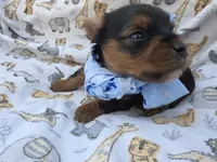 PATTEN YORKIPOO MALE, a male Yorkipoo for sale in Bowling Green, KY – 1 of 10