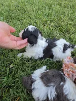 GRANT YORKIPOO BOY, a male Yorkipoo for sale in Bowling Green, KY – 3 of 10