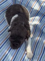 DARK CHOCOLATE PARTI, a male Schnoodle for sale in Bowling Green, KY – 3 of 10