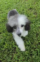 HARMONY SILVER PARTI GIRL, a female Poodle - Toy  for sale in Bowling Green, KY – 5 of 10