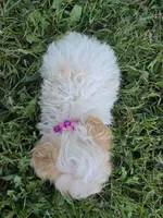 KELLY TEACUP POODLE, a female Poodle - Toy  for sale in Bowling Green, KY – 8 of 10