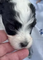 BANDIT HAVAPOO MIX, a male Yorkshire Terrier and Havapoo for sale in Bowling Green, KY – 4 of 9