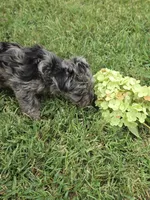 LAKE-BLUE MERLE , a male Yorkipoo for sale in Bowling Green, KY – 9 of 10