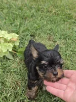 LINK TINY YORKIPOO, a male Yorkipoo for sale in Bowling Green, KY – 9 of 10