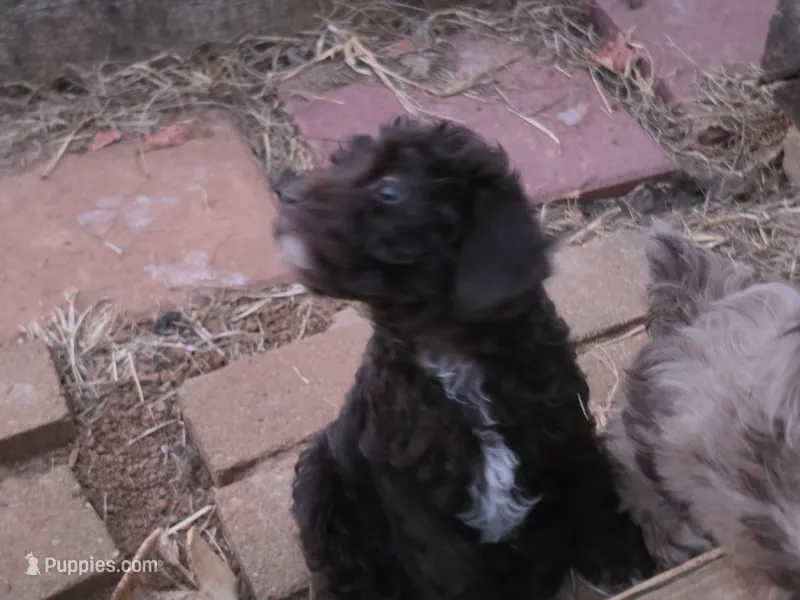 TOBYN DARK CHOCOLATE BOY – Schnoodle puppy for sale in Bowling Green, KY
