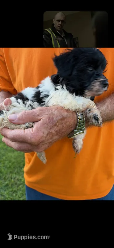 LITTLE SNIP HAVAPOO – Yorkshire Terrier, Havapoo puppy for sale in Bowling Green, KY