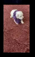 Sherri, a female Maltese for sale in Bowling Green, KY – 5 of 9