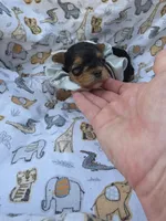 PADDEN YORKIPOO MALE, a male Yorkipoo for sale in Bowling Green, KY – 5 of 7