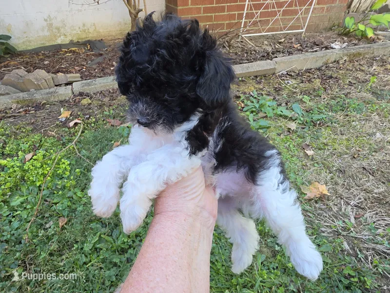 WIXBY TINY PARTI SCHNOODLE BOY – Schnoodle puppy for sale in Bowling Green, KY