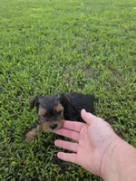 PRESTON YORKIPOO MALE, a male Yorkipoo for sale in Bowling Green, KY – 6 of 8