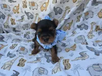 PATTEN YORKIPOO MALE, a male Yorkipoo for sale in Bowling Green, KY – 4 of 10