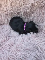 PAGEANT YORKIPOO GIRL, a female Yorkipoo for sale in Bowling Green, KY – 6 of 10