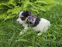 ABNER & BUBBLES TINY BOY, a male Morkie for sale in Bowling Green, KY – 5 of 10