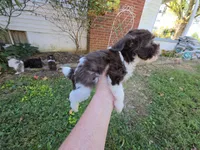 WRYN TOY SCHNOODLE GIRL, a female Schnoodle for sale in Bowling Green, KY – 4 of 10