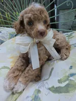MARISOL CREAMY APRICOT, a female Poodle - Miniature  for sale in Bowling Green, KY – 4 of 10