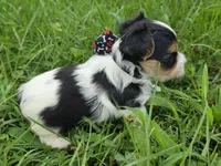 ABNER & BUBBLES TINY BOY, a male Morkie for sale in Bowling Green, KY – 4 of 10