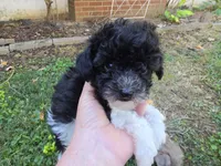 WIXBY TINY PARTI SCHNOODLE BOY, a male Schnoodle for sale in Bowling Green, KY – 2 of 10