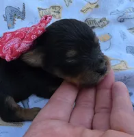 DIGBY LITTLE YORKIE BOY, a male Yorkshire Terrier for sale in Bowling Green, KY – 1 of 7