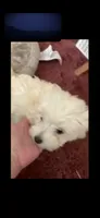 FINCH on hold for Ashley , a male Maltese for sale in Bowling Green, KY – 5 of 7