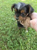 PAISLEY YORKIPOO GIRL, a female Yorkipoo for sale in Bowling Green, KY – 4 of 8
