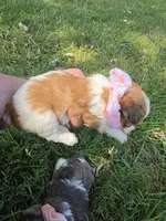 GIDGET YORKIPOO GIRL, a female Yorkipoo for sale in Bowling Green, KY – 6 of 9