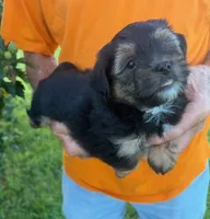 TRADITIONAL YORKIPOO BOY, a male Yorkipoo for sale in Bowling Green, KY – 3 of 5