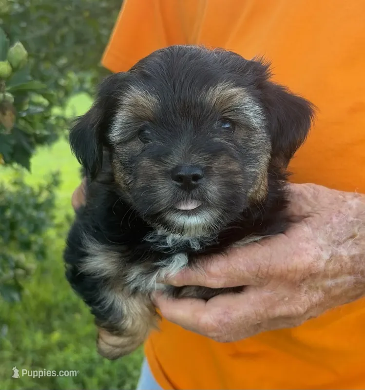 TRADITIONAL YORKIPOO BOY – Yorkipoo puppy for sale in Bowling Green, KY