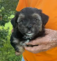 TRADITIONAL YORKIPOO BOY, a male Yorkipoo for sale in Bowling Green, KY – 1 of 5