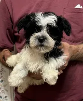 SPLASH OF WHITE YORKIPOO MIX, a male Yorkshire Terrier and Havapoo for sale in Bowling Green, KY – 4 of 4