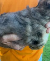 BLUE MERLE AND TAN, a male Yorkipoo for sale in Bowling Green, KY – 3 of 5