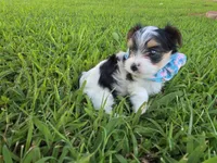 ANDERS LITTLE YORKIPOO, a male Yorkipoo for sale in Bowling Green, KY – 6 of 10