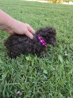 KAYLEE TEACUP POODLE, a female Poodle - Toy  for sale in Bowling Green, KY – 10 of 10