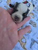 DANDY TINY YORKIE MALE, a male Yorkshire Terrier for sale in Bowling Green, KY – 6 of 8