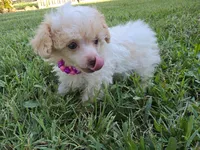 KELLY TEACUP POODLE, a female Poodle - Toy  for sale in Bowling Green, KY – 7 of 10