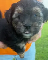 TRADITIONAL YORKIPOO BOY, a male Yorkipoo for sale in Bowling Green, KY – 5 of 5