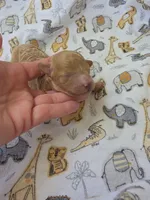 REACHER RED MINIATURE , a male Poodle - Miniature  for sale in Bowling Green, KY – 8 of 10