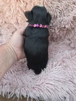 PAGEANT YORKIPOO GIRL, a female Yorkipoo for sale in Bowling Green, KY – 9 of 10
